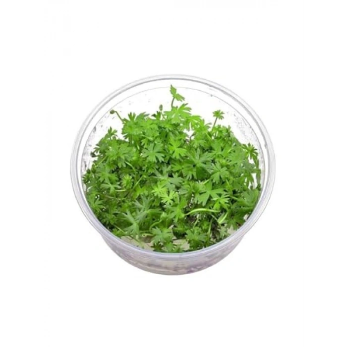 Ranunculus İnundatus Cup In Vitro Canlı Bitki