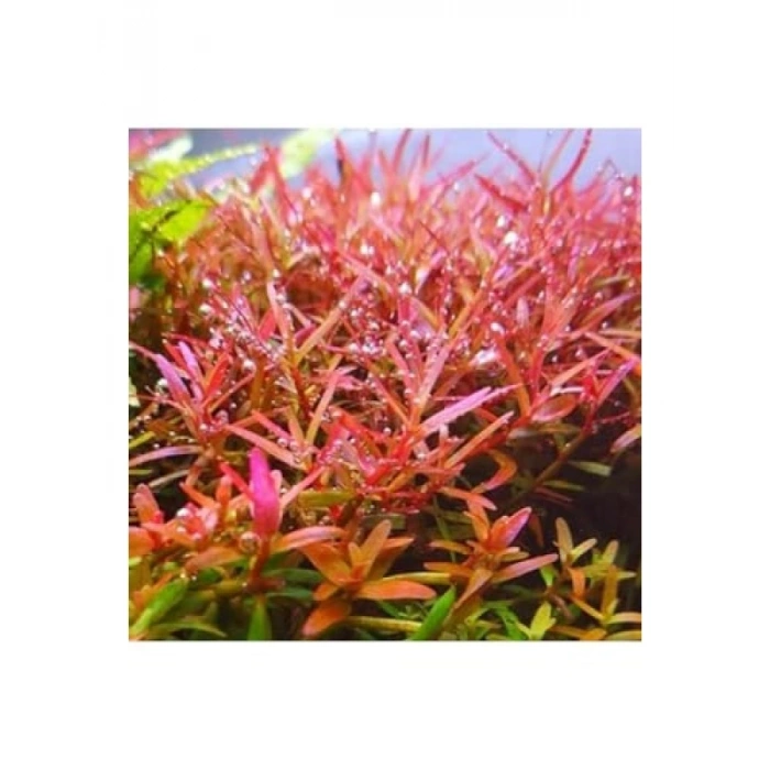 Rotala Colorata Saksı Canlı Bitkisi