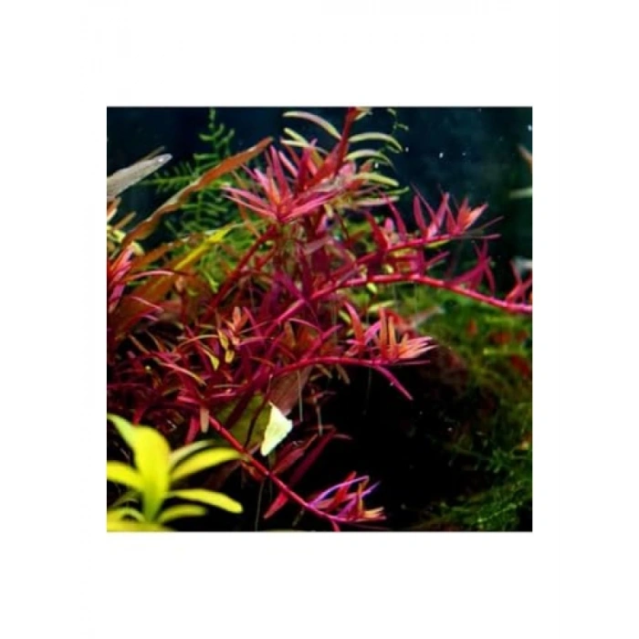 Rotala Colorata Saksı Canlı Bitkisi