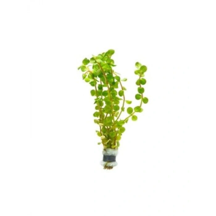 Rotala Colorata Saksı Canlı Bitkisi