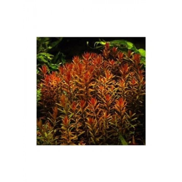Rotala Indica Saksı Canlı Bitki - B105