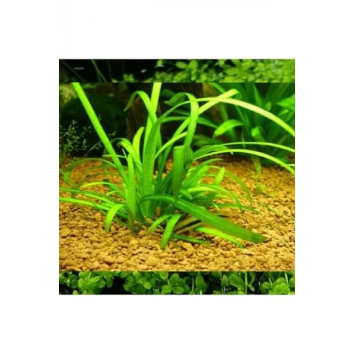 Sagittaria Subulata Saksı Canlı Bitkisi