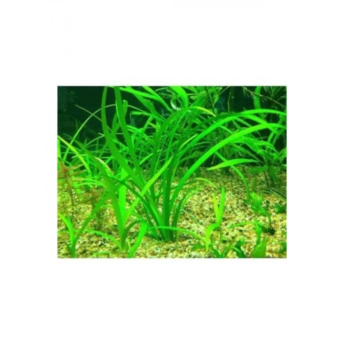 Sagittaria Subulata Saksı Canlı Bitkisi