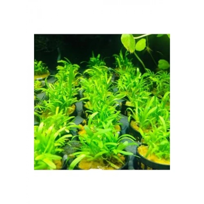 Sagittaria Subulata Saksı Canlı Bitkisi