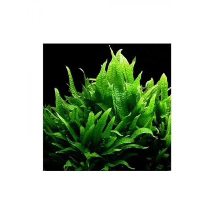 Saksı İçerisinde Canlı Microsorium Pteropus Bitkisi
