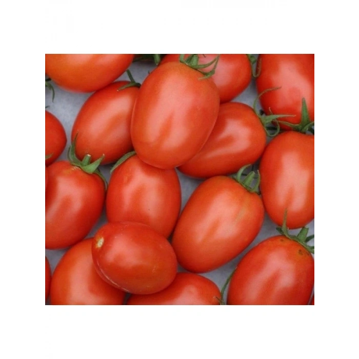 Salçalık Domates Tohumu - 3 Gram
