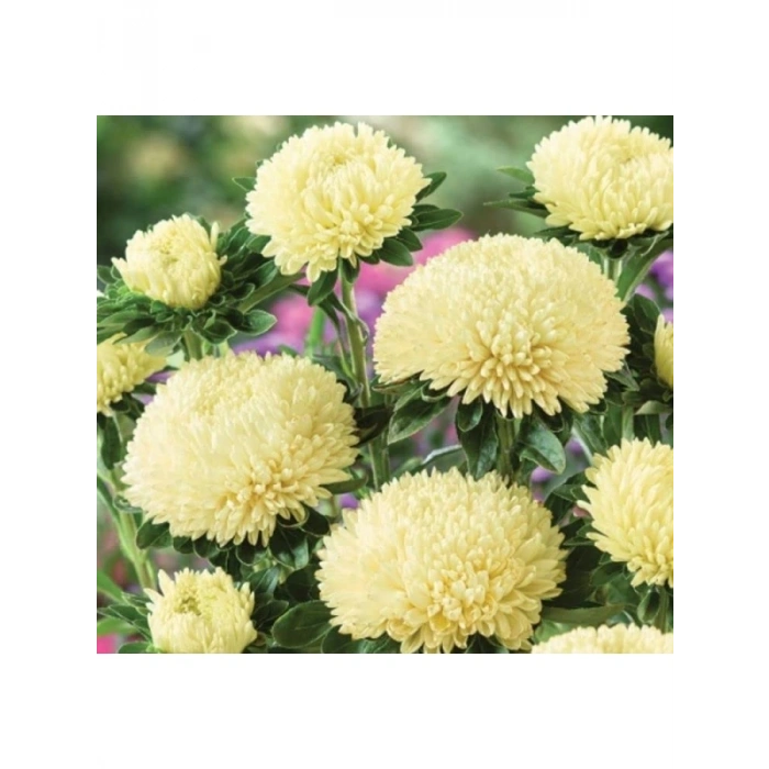 Sarı Aster Kasımpatı Tohumu - 20 Adet