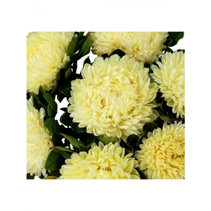 Sarı Aster Kasımpatı Tohumu - 20 Adet