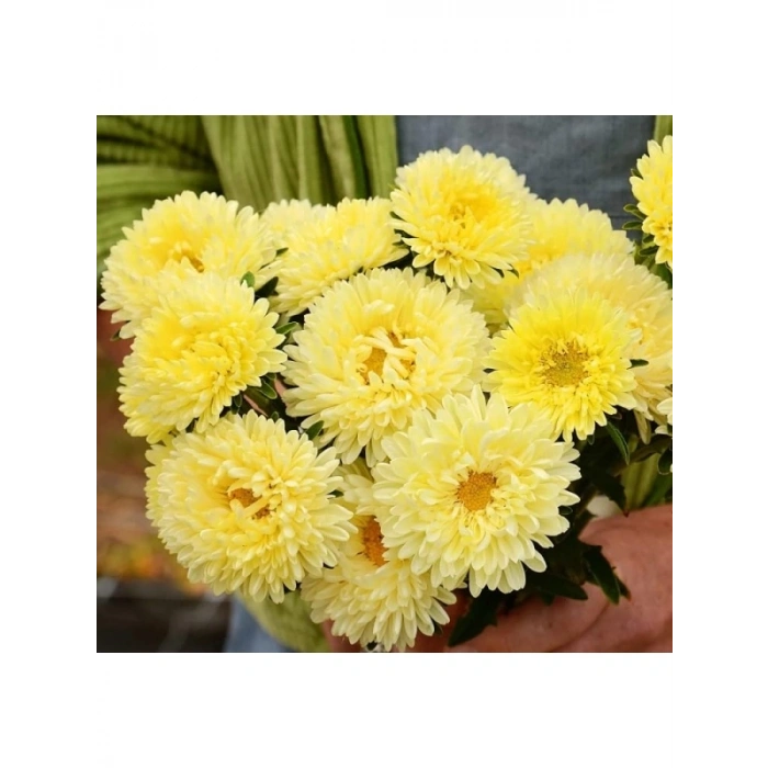 Sarı Aster Kasımpatı Tohumu - 20 Adet