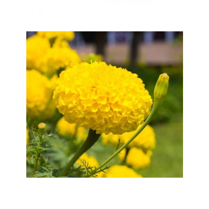 Sarı İri Kadife Çiçeği Tohumu - 10 Tohum