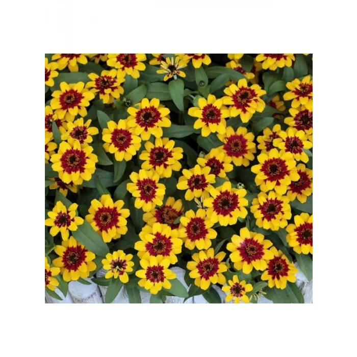 Sarı Kırmızı Zinnia Tohumu - Mini Çok Çiçekli