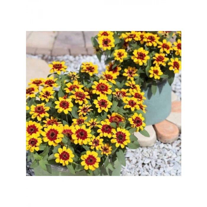 Sarı Kırmızı Zinnia Tohumu - Mini Çok Çiçekli