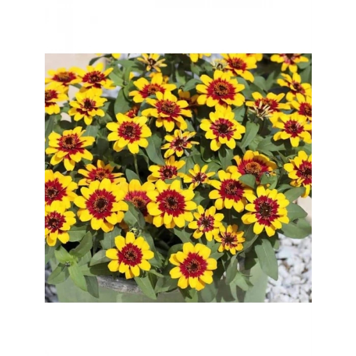 Sarı Kırmızı Zinnia Tohumu - Mini Çok Çiçekli