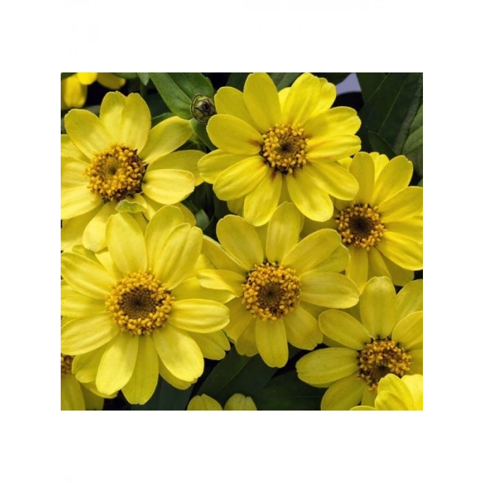 Sarı Renkli Zinnia - Mini Çok Çiçekli Tohum