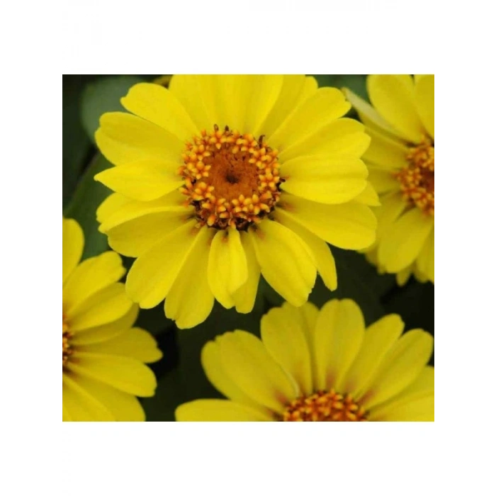 Sarı Renkli Zinnia - Mini Çok Çiçekli Tohum