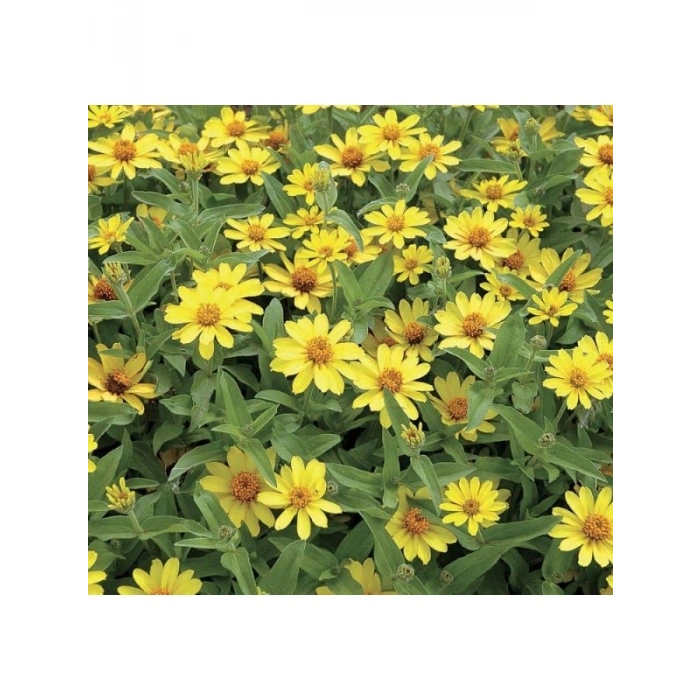 Sarı Renkli Zinnia - Mini Çok Çiçekli Tohum