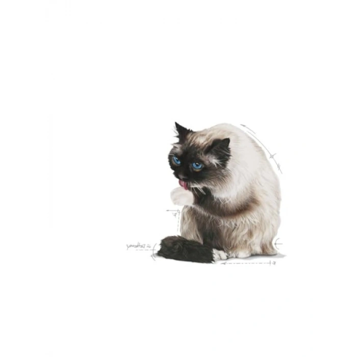 Sindirim Destekli Kedi Maması, 2 Kg