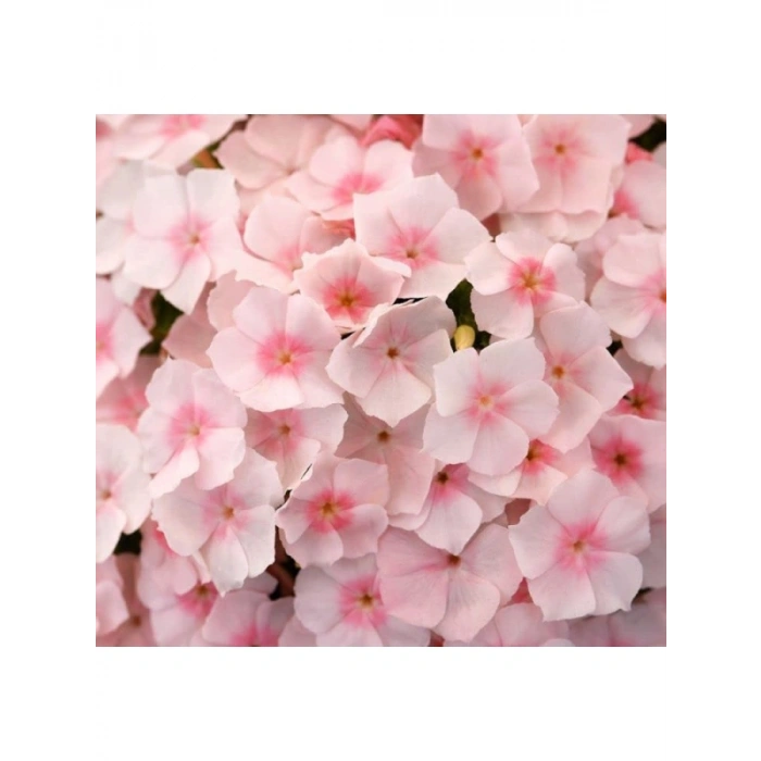 Somon Floks F1 Tohumu - 25 Tohum