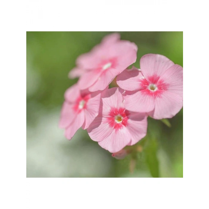 Somon Floks F1 Tohumu - 25 Tohum