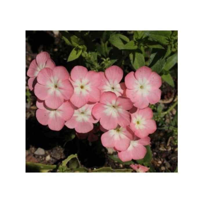 Somon Floks F1 Tohumu - 25 Tohum