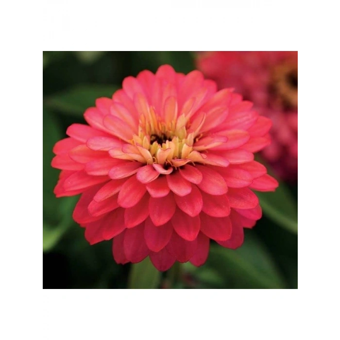 Somon Renkli İri Çiçekli Zinnia Tohumu - 5 Tohum