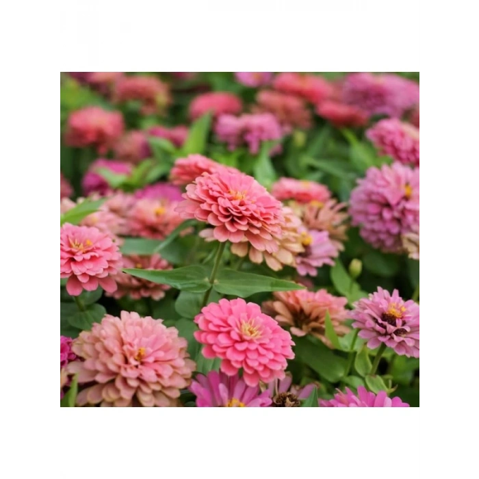 Somon Renkli İri Çiçekli Zinnia Tohumu - 5 Tohum