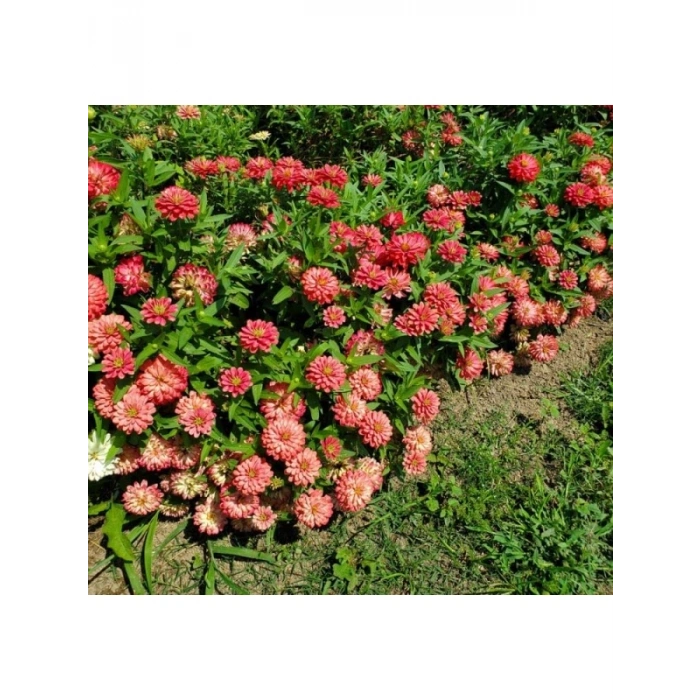Somon Renkli İri Çiçekli Zinnia Tohumu - 5 Tohum