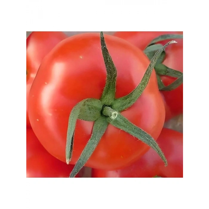 Tane Salkım Domates Tohumu - 2274-3 Gram