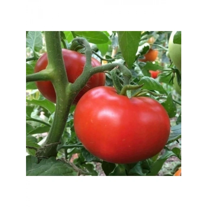 Tane Salkım Domates Tohumu - 2274-3 Gram