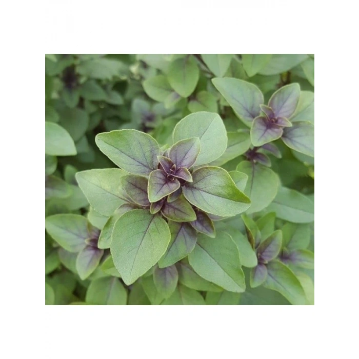 Tarçın Aromalı Fesleğen Tohumu - Özel Seri