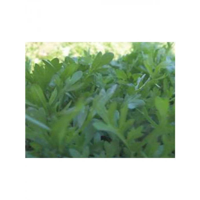 Tere Kıl Yaprak Tohumu - 10 gr