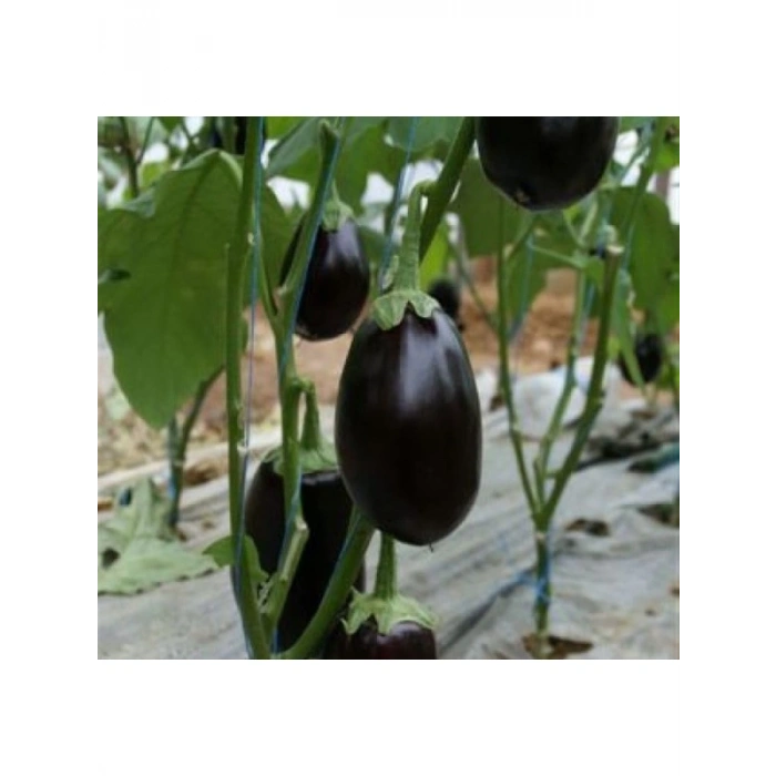 Topan Patlıcan Tohumu - 5 Gram