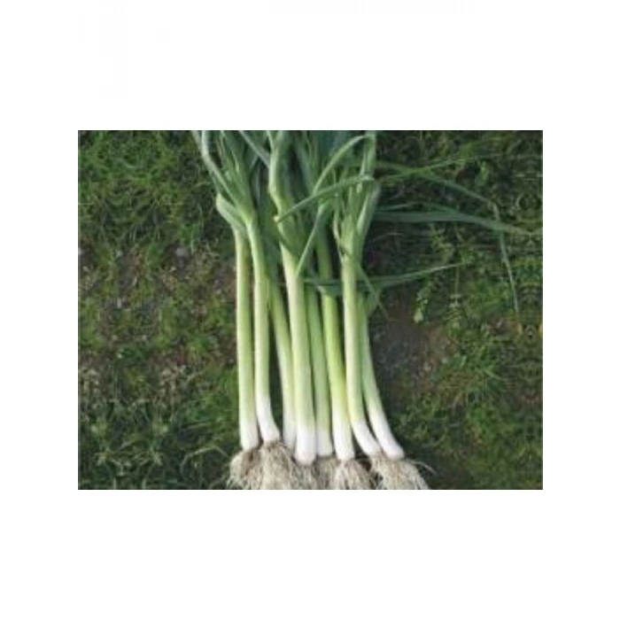 Uzunbilek Pırasa Tohumu - 10 Gram