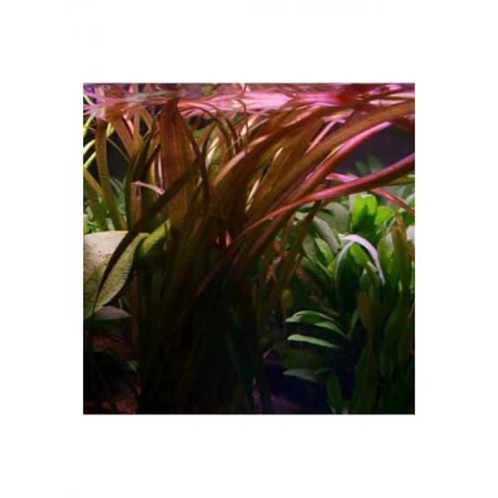 Vallisneria Spiralis Red Saksı Canlı Bitkisi - Su Altı Düzeneği için İdeal