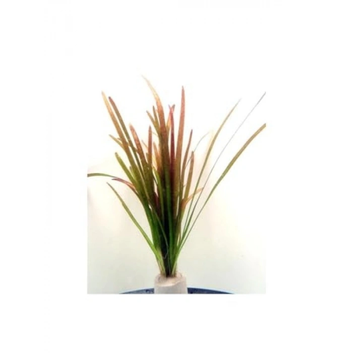 Vallisneria Spiralis Red Saksı Canlı Bitkisi - Su Altı Düzeneği için İdeal