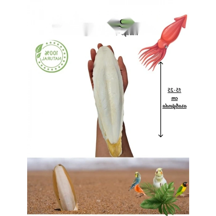 XL Kalamar Kemiği - İri Boy (15-20 cm Aralığında)