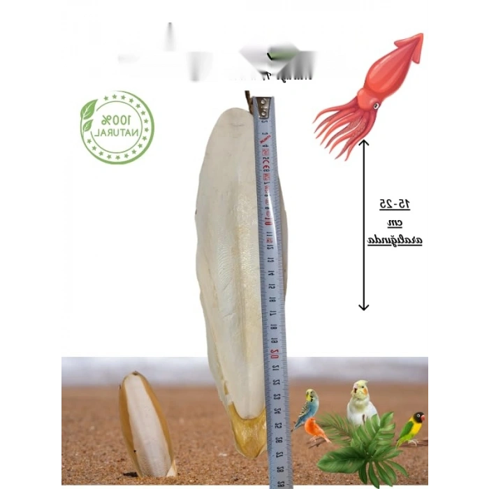 XL Kalamar Kemiği - İri Boy (15-20 cm Aralığında)