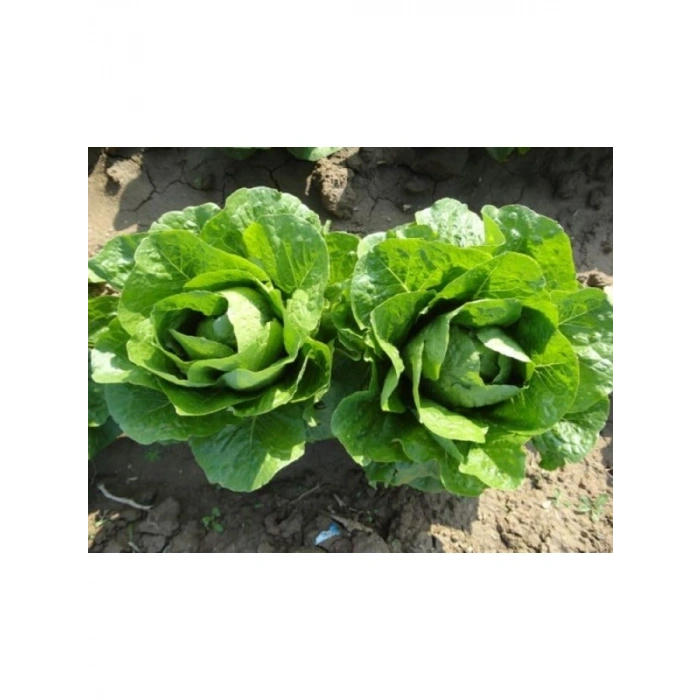 Yedikule Marul Tohumu - 10 Gram