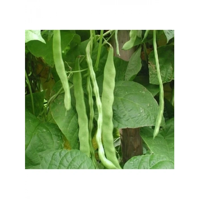 Yüksek Kaliteli Romano Fasulye Tohumu - 25 Gram