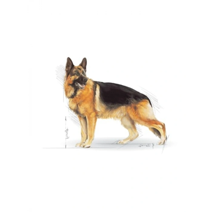 Yüksek Protein İçeren Alman Çoban Köpeği Maması, 11 Kg