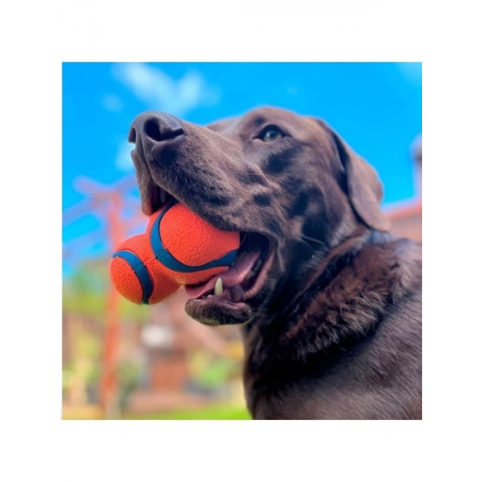 Yüzer Köpek Oyun Topu - Ultra Dayanıklı ve Eğlenceli