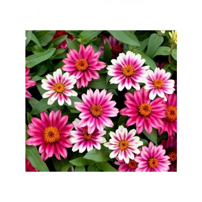 Zinnia Çiçeği Tohumu (Kirli Hanım) - 5 Tohum