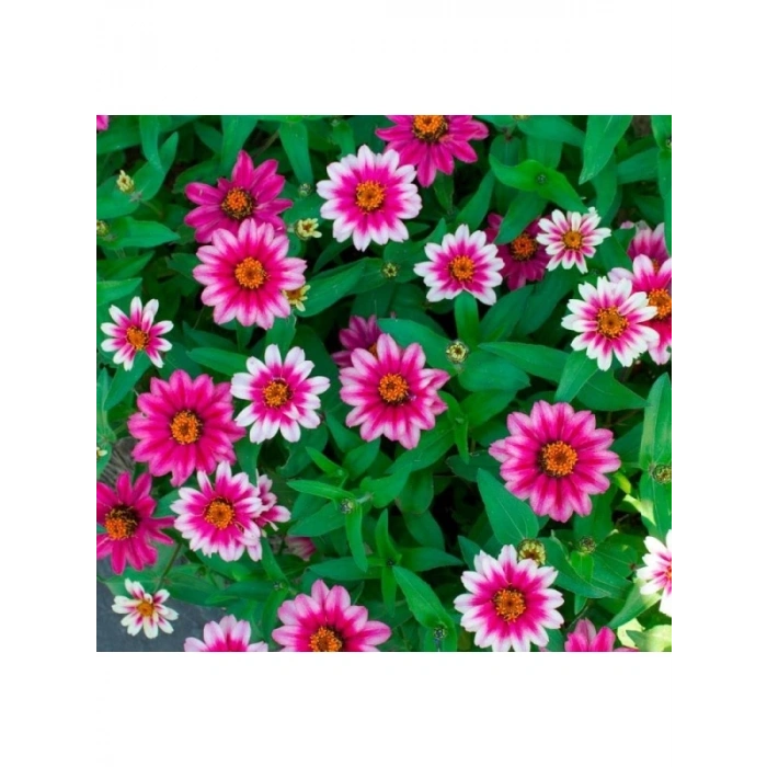 Zinnia Çiçeği Tohumu (Kirli Hanım) - 5 Tohum