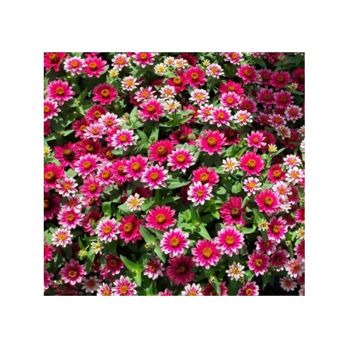 Zinnia Çiçeği Tohumu (Kirli Hanım) - 5 Tohum