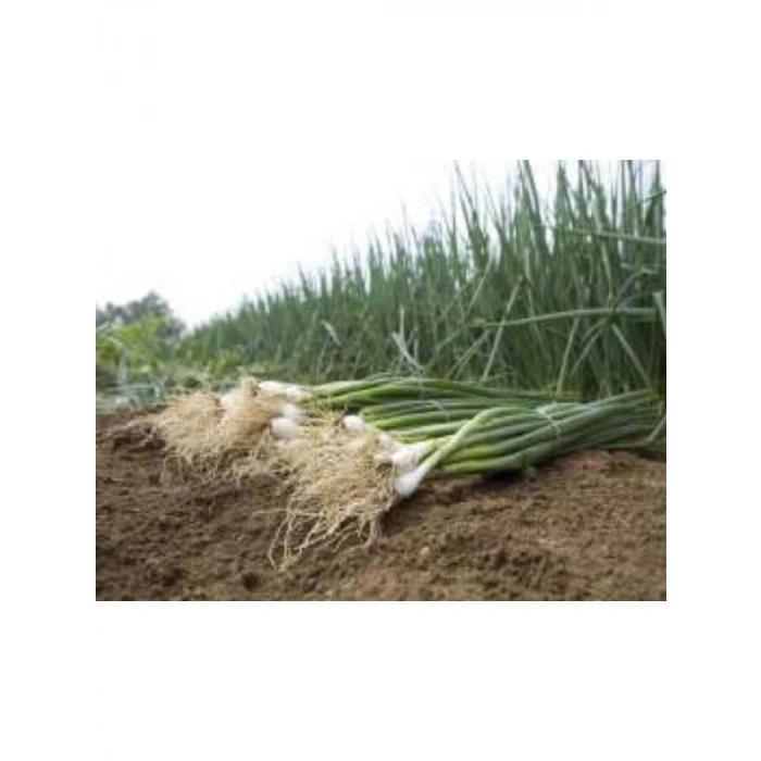 Zümrüt Soğan Tohumu - 10 Gr