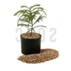 1 Litre Vermikülit - Bitki Yetiştirme için Ideal