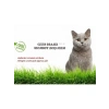 %100 Doğal Kedi Çimi Tohumu Karışımı - Arpa, Buğday, Yulaf (500 Gram)