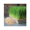 %100 Doğal Kedi Çimi Tohumu Karışımı - Arpa, Buğday, Yulaf (500 Gram)