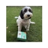 %100 Taze İçerikli Dana Etli Köpek Maması 250 Gr