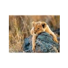 200 Parça Aslan Temalı Puzzle - Kaliteli Zihin Geliştirme Oyunu
